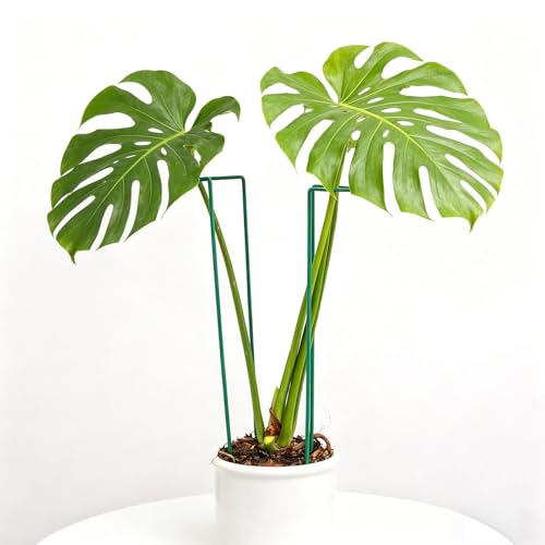 10 Pack Monstera Support Indoor Plant Support Stakes for Large Plants and Climbing Vines | Plant Supports for Outdoor and Indoor Use | Ideal Garden Flower Stem Holder Trellis for Plant Lovers