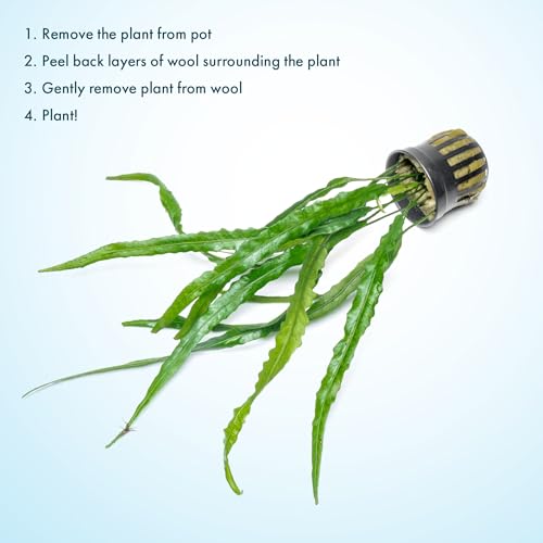 Java Fern Live Aquarium Plants - Potted Freshwater Plant for Fish Tanks - Beginner Friendly, Low Light (Needle Leaf, 5 Pots) - color: Needle Leaf, size: Pot - 5 Count