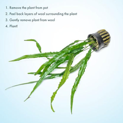 Java Fern Live Aquarium Plants - Potted Freshwater Plant for Fish Tanks - Beginner Friendly, Low Light (Needle Leaf, 5 Pots) - color: Needle Leaf, size: Pot - 5 Count