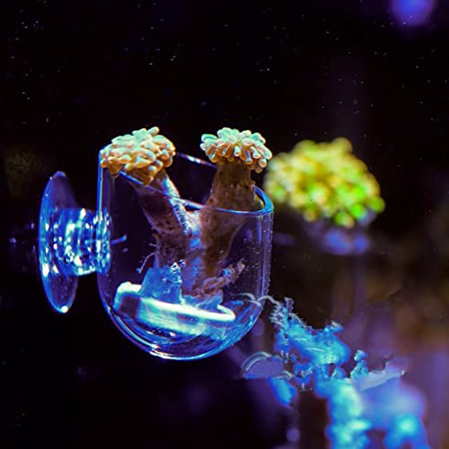 Aquarium Feeder Live Red Feeding Cone Cup Transparent Acrylic Fish Shrimp Feeder Crystal Glass Plant Feeding Container Holder with Suction Cups