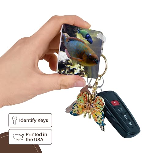 3dRose, colorful parrotfish animal fish aquarium, Key Chain