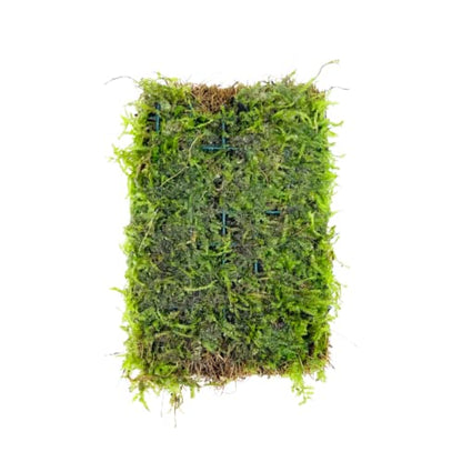 Java Moss Vesicularia Dubyana Mats US Grow Live Aquarium Plant Tropical Freshwater Decorations BUY2GET1FREE