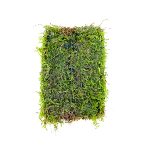 Java Moss Vesicularia Dubyana Mats US Grow Live Aquarium Plant Tropical Freshwater Decorations BUY2GET1FREE