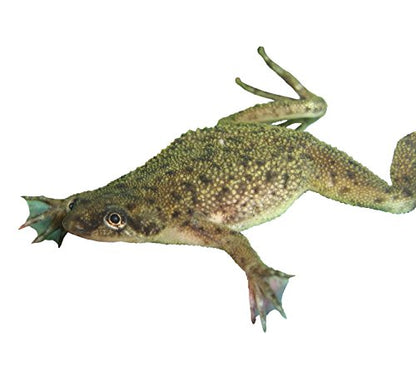 African Dwarf Frog Starter Kit- Includes Certificate for 2 Live Frogs -Small Aquarium, Food, Instructions
