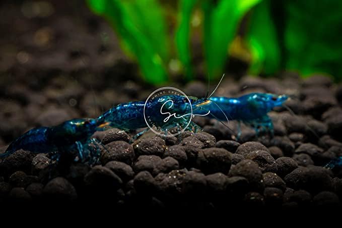 Swimming Creatures™ Freshwater Aquarium Shrimp - A Perfect Combo to Brighten Your Aquarium! (10 Premium Blue Dream)