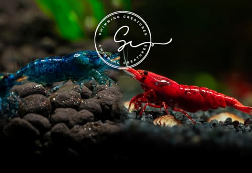 Swimming Creatures™ 10 Mixed Premium High-Grade Neocaridina Freshwater Aquarium Shrimp Live (Assortment of 4 colors)