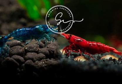 Swimming Creatures™ 10 Mixed Premium High-Grade Neocaridina Freshwater Aquarium Shrimp Live (Assortment of 4 colors)