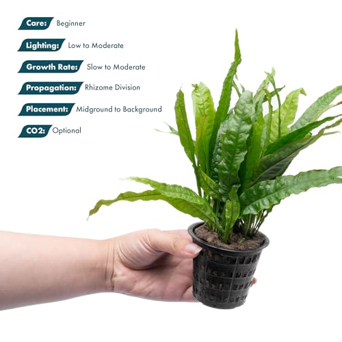 Java Fern Live Aquarium Plants - Potted Freshwater Plant for Fish Tanks - Beginner Friendly, Low Light (Java Fern, 5 Pots) - color: Java Fern, size: Pot - 5 Count