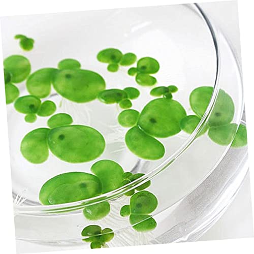 BESPORTBLE 54pcs Mini Fake Duckweed Aquarium Floating Plants Realistic Simulation Decor for Fish Tank Safe Lifelike Aquatic Grass Aquarium Landscape Bright Decoration