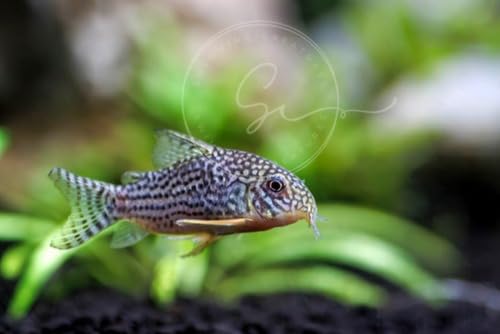 Swimming Creatures 5 PCS Assorted Corydoras Mix, Freshwater Aquarium Catfish Live Arrival Guarantee (3-4 Kinds Mix)
