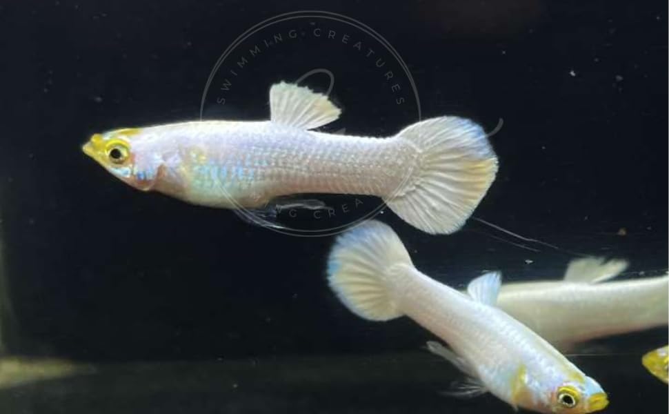 Swimming Creatures™ Tropical Live Guppy Freshwater Aquarium Fish (5 Platinum White Male Guppy)