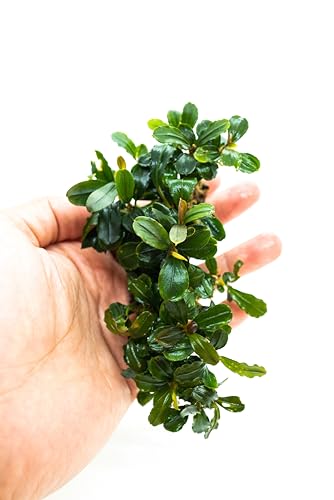 Bucephalandra Live Aquarium Plant Collection - Rare Aquatic Plants for Lush Aquarium Scapes, Natural Freshwater Fish Tank Decorations, Ideal Gift for Aquarists (Bucephalandra Pad (10+ Plants))