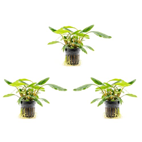 Live Plants – Sekadau South Homalomena (Homalomena sp.) – Low to Medium Light, Deep Green Accent Semi-Aquatic Plant, Midground Aquarium Placement, Rhizome Growth - Pot, 3 Pack