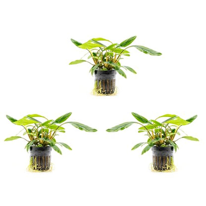 Live Plants – Sekadau South Homalomena (Homalomena sp.) – Low to Medium Light, Deep Green Accent Semi-Aquatic Plant, Midground Aquarium Placement, Rhizome Growth - Pot, 3 Pack