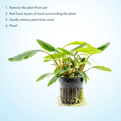 Live Plants – Sekadau South Homalomena (Homalomena sp.) – Low to Medium Light, Deep Green Accent Semi-Aquatic Plant, Midground Aquarium Placement, Rhizome Growth - Pot, 3 Pack