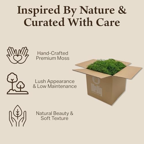 Preserved Spanish Moss - Decorative Moss - Dried Moss for Crafts, Home Decor, Art, Design & DIY Projects - for Indoor Use - Green Apple - Standard Box - Covers 10-12 sq. ft.