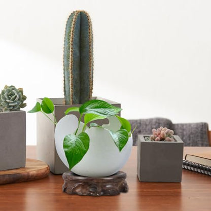 KALLORY Wooden Plant Stand Small round Planter Tray Decorative Vase Display Pedestal Blackwood Base 9.8cm Diameter 2.5cm Height for Indoor Aquarium and Bonsai