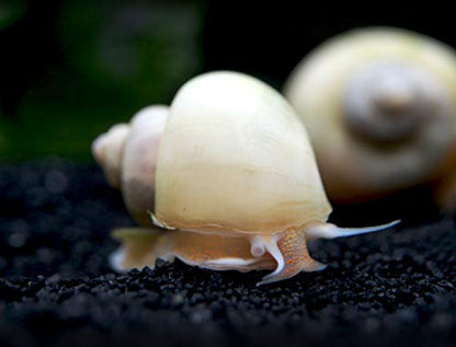 Aquatic Arts 5 Live Ivory Mystery Snails for Freshwater Aquarium | Real Living Glass Fish Tank Clearer | Nano Pets | Natural Decorations - style: 5-SNAILS