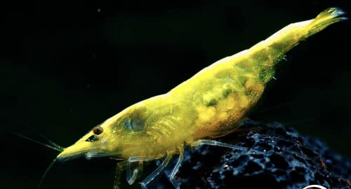 Swimming Creatures™ Premium Neocaridina Shrimp – Freshwater Aquarium Shrimp (10, Premium GOLDENBACK Yellow) - color: PREMIUM GOLDENBACK YELLOW