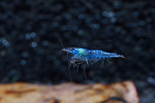 Live Freshwater Aquarium Shrimp - Neocaridina (Blue Velvet, 10 Pack) - color: Blue Velvet