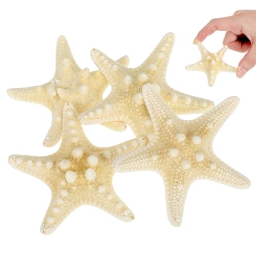 ULTECHNOVO Natural Decorative Ornament 3.14 Inch Seashell Wall and Aquarium for Home Wedding Garden Crafts
