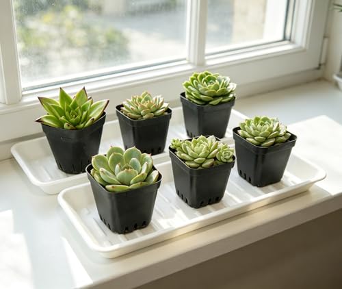 6 Pack Plastic Plant Tray Saucer Rectangular 13 Inch, Heavy Duty Planter Saucers for Indoors, Plant Water Drip Trays for Flower Pot, Windowsill Pot Tray, Growing Trays (6.5 X 13 Inch, White)