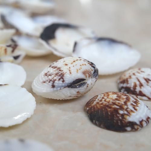 Small Seashells for Crafts, Natural Scallop Shells, Eagle Wing, DIY Assortment, Ocean-Themed Decorations, Fish Tank Plant Gravel, Vase Filler, Wedding and Party Decorations, 220pcs