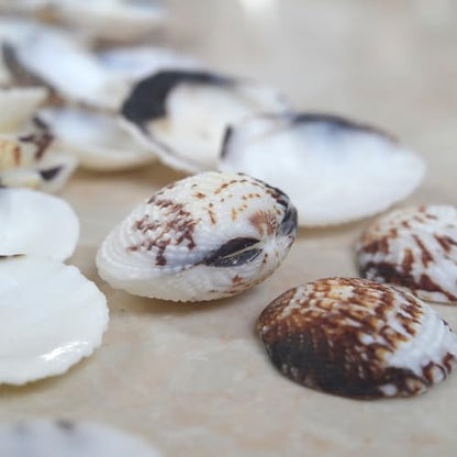 Small Seashells for Crafts, Natural Scallop Shells, Eagle Wing, DIY Assortment, Ocean-Themed Decorations, Fish Tank Plant Gravel, Vase Filler, Wedding and Party Decorations, 220pcs
