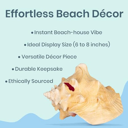 Conch Shell Decor - Seashell Decor - 6-8" Large Sea Shell - Shells for Decoration - Large Seashells for Crafts - Magic Conch Shell Room Decor