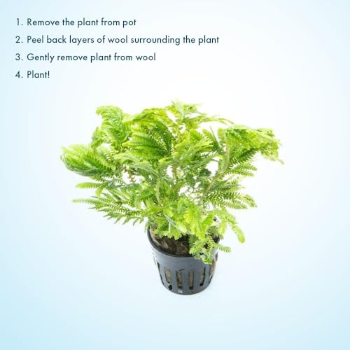 Live Terrarium Plants - Spikey Moss for Terrariums, Paludariums - Easy, Beginner Friendly (Selaginella Wallichi)