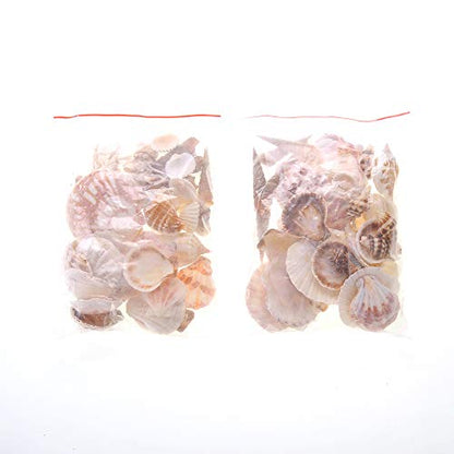 PowerTRC Mixed Beach Sea Shells for Ocean Theme Parties and Weddings Decoration | Vase, Fountain & Fish Tank Filler Various Sizes 1”-2.5” | Approx.100 Sea Shells - size: #1 100 Sea Shells