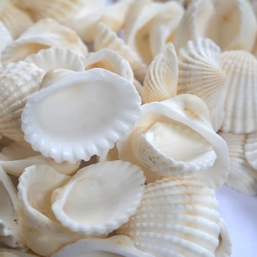 Small Seashell for Craft, Natural White Clam Sea Shells, DIY Assortment, Tiny Shell, Ocean-Themed Decorations, Fish Tank Plant Gravel, Party Wedding Home Decor Vase Filler, 200pcs