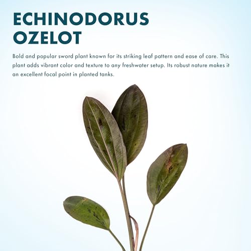 Live Plant - Echinodorus 'Ozelot' - Easy Care, Low to Medium Light, Reddish-Brown with Dark Spots Accent, Freshwater Rosette Aquatic Plant - Loose/Bare Root
