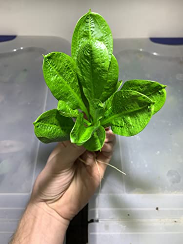 Rosette Sword Echinodorus Parviflorus Live Aquarium Plants Rooted Bundle for Fish Tank Buy 2 Get 1