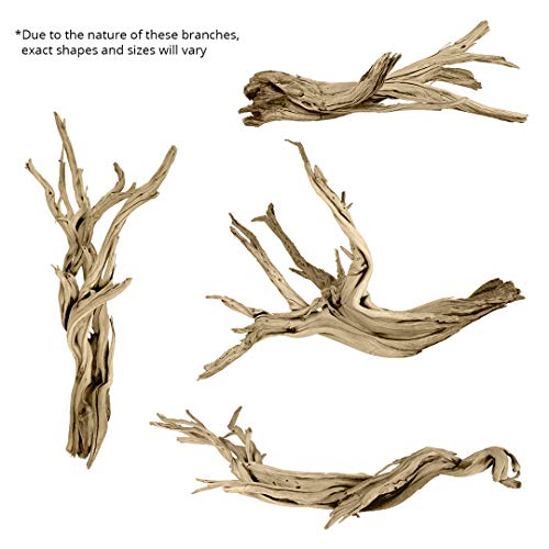Koyal Wholesale 24" Driftwood Terrarium Decor, Clean California Manzanita Drift Wood Reptile Decor, Driftwood Decor for Home, Desert Reptile Supplies