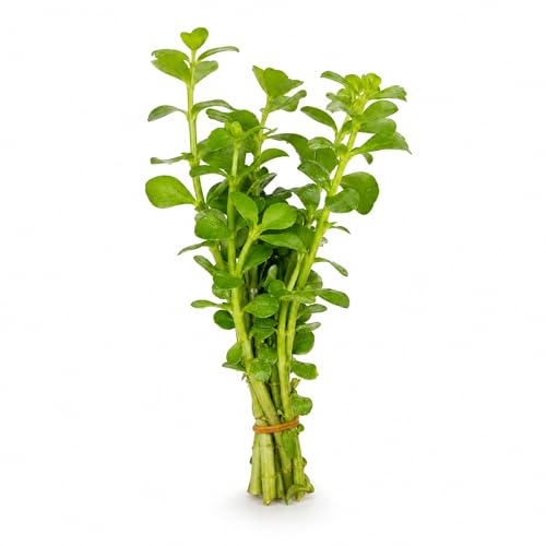 Bacopa Monnieri Moneywort Potted - Live Aquarium Plant for Freshwater Fish Tank, Easy Beginner Background Stem Plant, No CO2 Required, Greenhouse Grown in Texas - size: 2" Pot