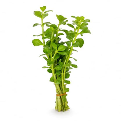 Bacopa Monnieri Moneywort Potted - Live Aquarium Plant for Freshwater Fish Tank, Easy Beginner Background Stem Plant, No CO2 Required, Greenhouse Grown in Texas - size: 2" Pot