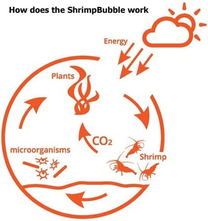 Self-Sustaining Ecosystem - Natural. Contains Live Opae Ula Shrimp