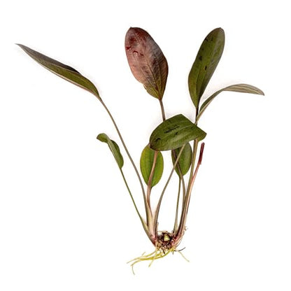Live Plant - Echinodorus 'Ozelot' - Easy Care, Low to Medium Light, Reddish-Brown with Dark Spots Accent, Freshwater Rosette Aquatic Plant - Loose/Bare Root