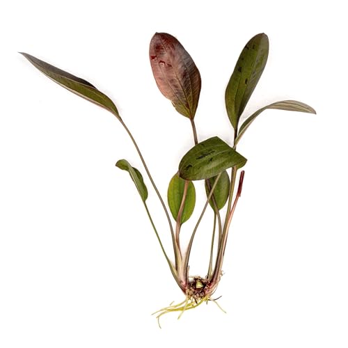 Live Plant - Echinodorus 'Ozelot' - Easy Care, Low to Medium Light, Reddish-Brown with Dark Spots Accent, Freshwater Rosette Aquatic Plant - Loose/Bare Root