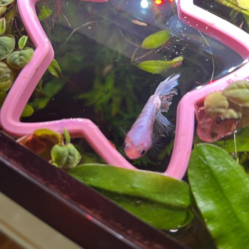 Fish Feeding Portals for Betta & Aquariums | Floating Food Rings & Breathing Windows (Moon Shape) (Clear) - color: Clear