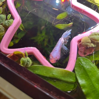 Fish Feeding Portals for Betta & Aquariums | Floating Food Rings & Breathing Windows (Moon Shape) (Clear) - color: Clear