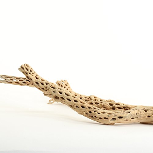 Koyal Wholesale 18-20" Cholla Wood Aquarium Leopard Gecko Tank Accessories Untreated Large Driftwood for Aquarium Wood Hermit Crab Accessories Drift Wood for Shrimp Tank Gecko Accessories