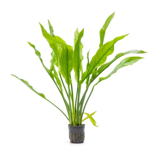 Amazon Sword Echinodorus Bleheri Live Plant for Freshwater Aquariums, Natural Fish Tank Decorations, and Aquatic Decor (1 Pot (2-3 Plants)) - color: Ech. Bleheri, size: 1 Pot
