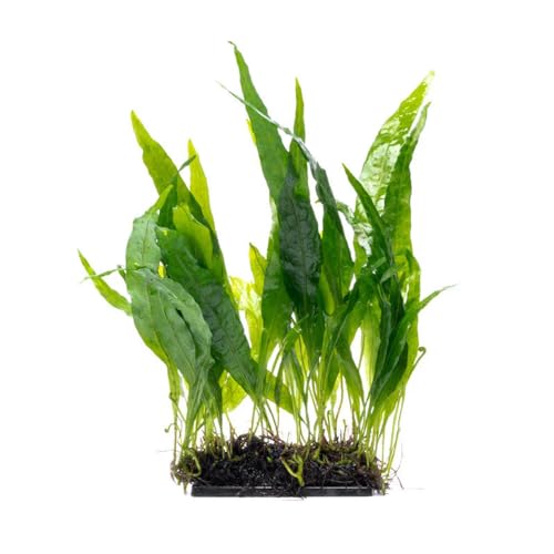 Live Planted Decor - Java Fern 'Narrow' on Plastic Plate - Midground Rhizome Plant for Aquascaping, Aquarium Decor - color: Java Fern Narrow, size: Mat - M