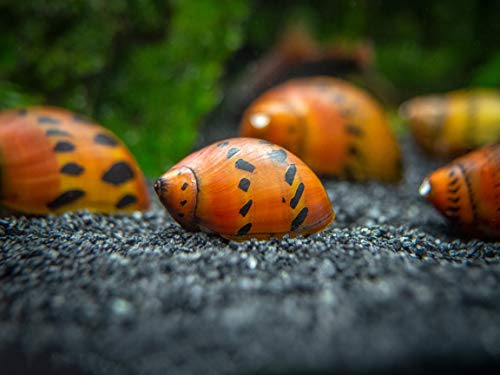 Aquatic Arts 3 Live Tiger Nerite Snails | Aquarium Background Accessories | Safe in Freshwater Tetra/Guppy/Betta Fish Tank
