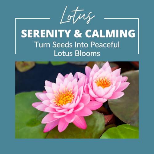 Sacred Lotus Seeds for Planting – 15 Pack Nelumbo Nucifera Aquatic Flower Seeds, Water Garden Plants, Grow in Bowl or Pond, Easy Germination Bonsai Lotus, Indoor Outdoor Container Gardening