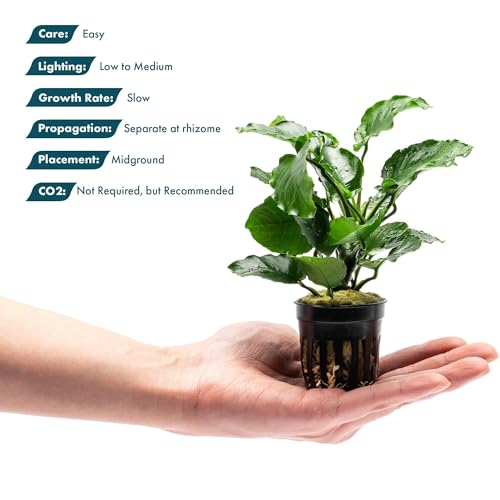 Live Jungle Plants - Anubias Emerald Bloom (Anubias barteri) - Compact Epiphytic Rhizome Plant for Midground Freshwater Aquascapes, Emerald Green Accent - Pot