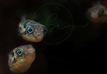Swimming Creatures Live Aquarium Fish (2 Dwarf Pea Puffer Fish (Carinotetraodon Travancoricus) 1-2cm, 2, Count)