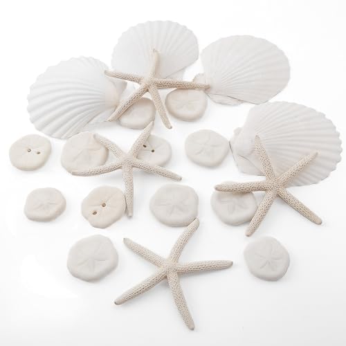 JQAQJU 20PCS Sea Shells for Crafting 3-4", Mini Sand Dollars Starfish Decor for Crafts, Scallop Shells for Cooking, Seashells for Crafts DIY Beach Theme Party Candle Decor Wedding Fish Tank